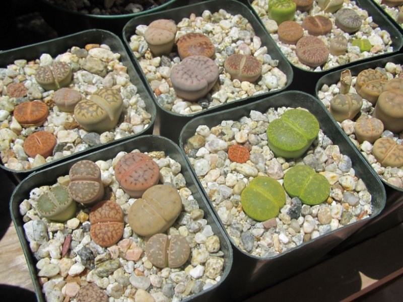 Lithops