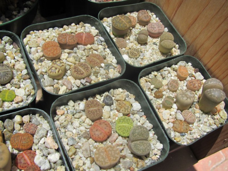 Lithops