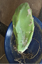 cacti (1).png