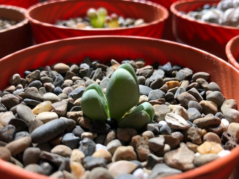 prehaps a gibbaeum petrense