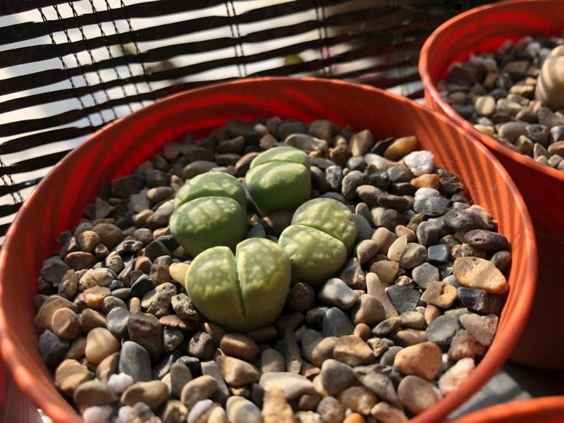 Lithops julii ssp. fulleri cv. Fullergreen