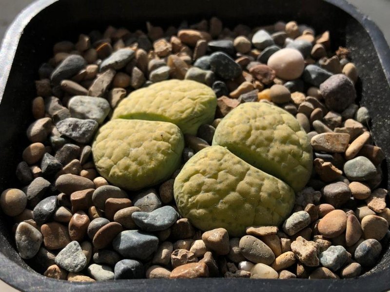 Lithops fulviceps f. aurea