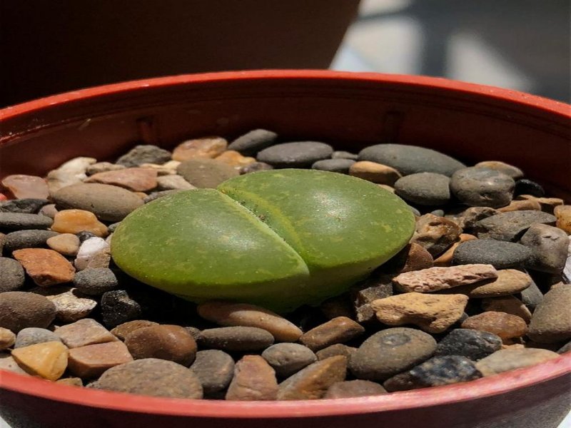 Lithops leslii &quot;full window green&quot;<br />im not sure which one it belongs too but it has a full window.