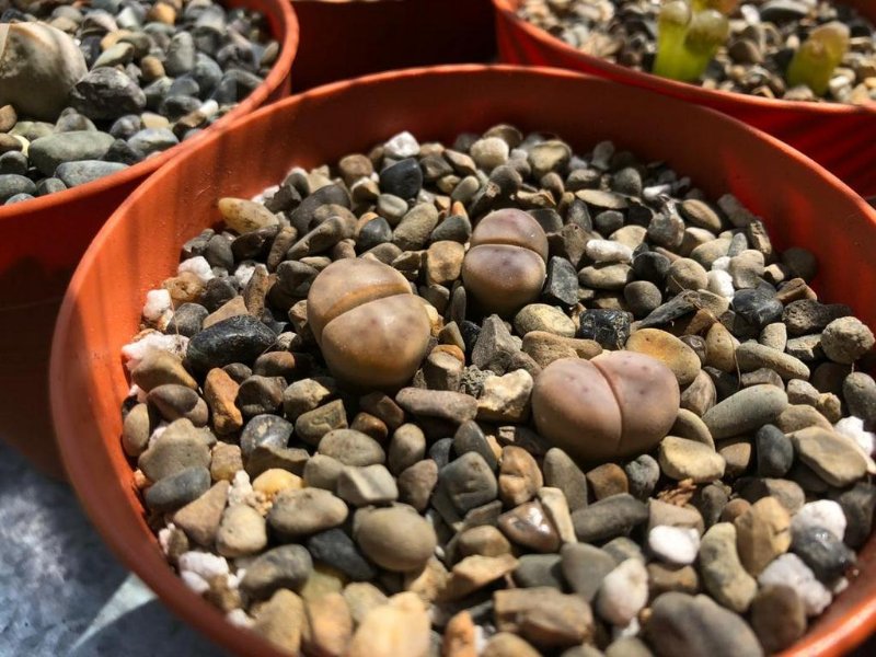 Lithops Dinteri