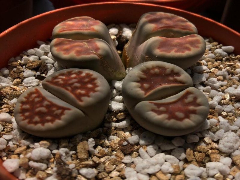 Lithops karasmontana &quot;top red&quot;