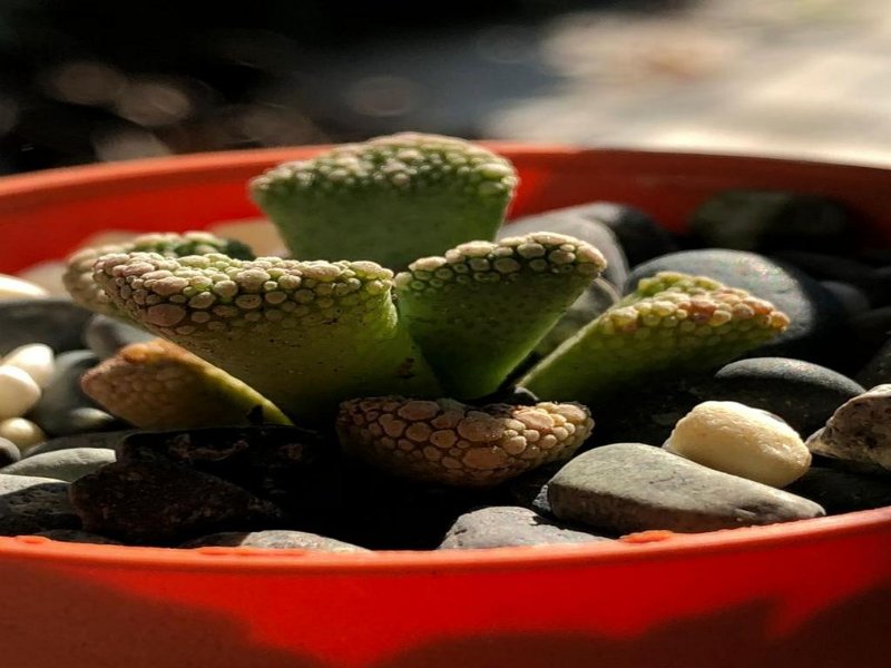 Titanopsis Calcarea