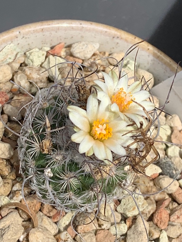 Turbinicarpus dickisoniae