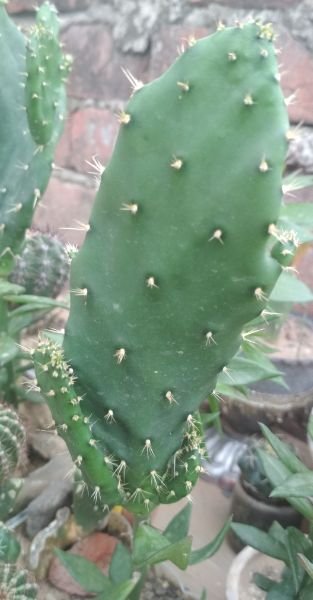 O.monacantha on pereskiopsis