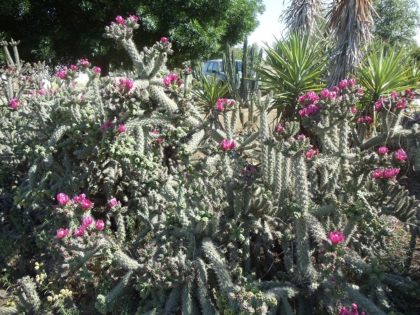 This plant makes a natural fence.  Four plants filled in an area of 20 feet long and 6 feet wide.