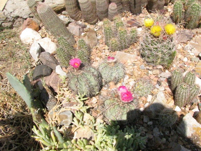 Echinocactus horizonthalonius8.JPG