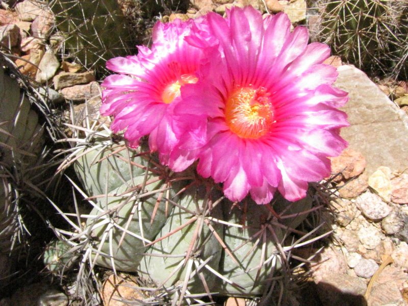 Echinocactus horizonthalonius6.JPG