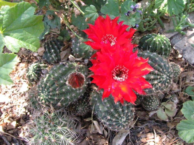 Echinopsis sp8.JPG