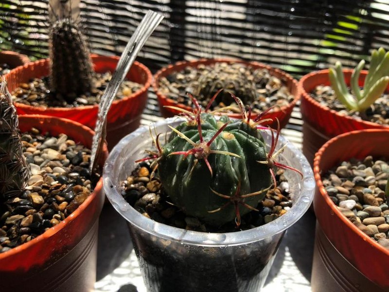 ferocactus recurvus