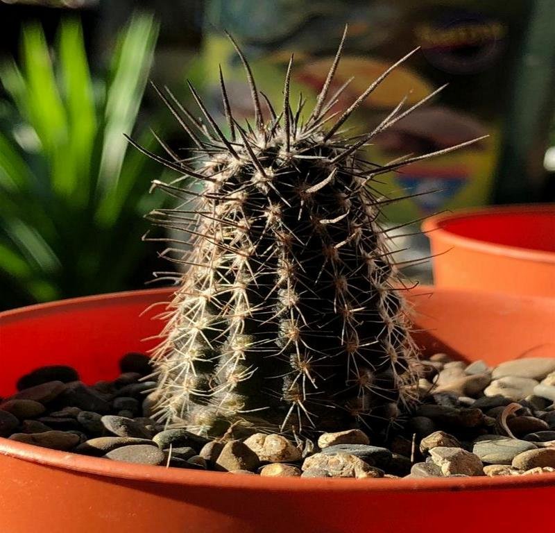 echinopsis mirabilis