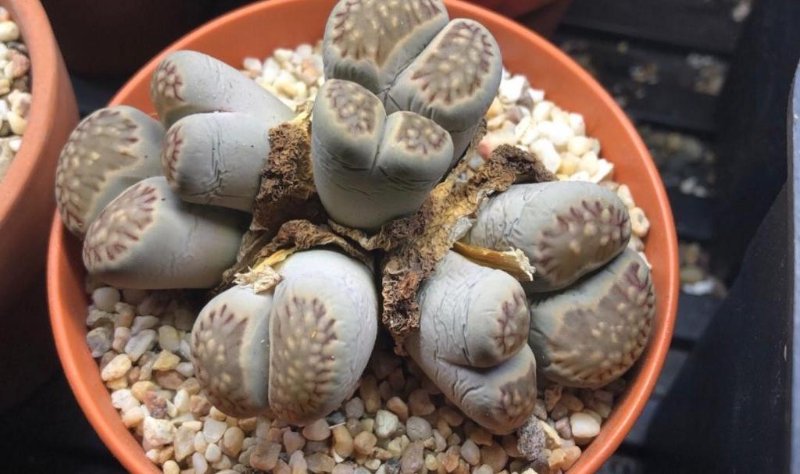 lithop.sp clump