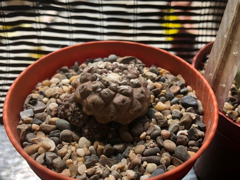 copiapoa hypogaea