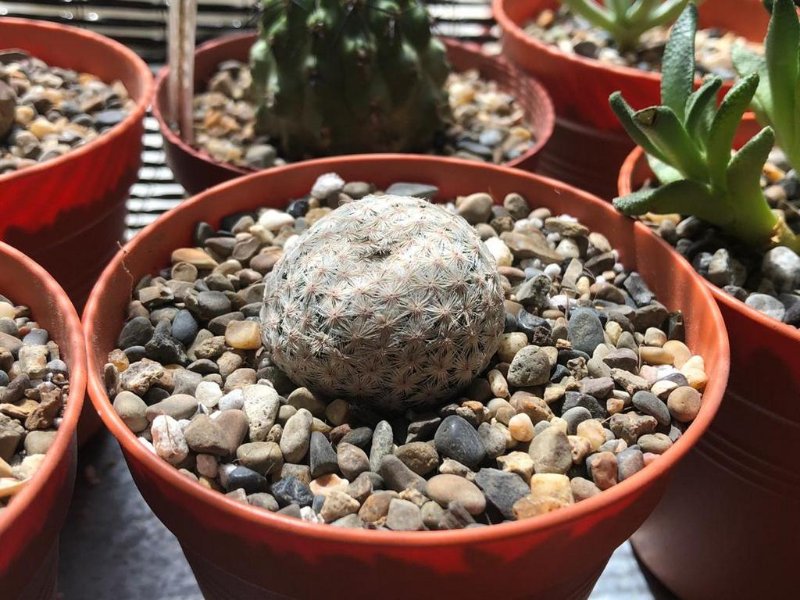 mammillaria herrerae (offset)