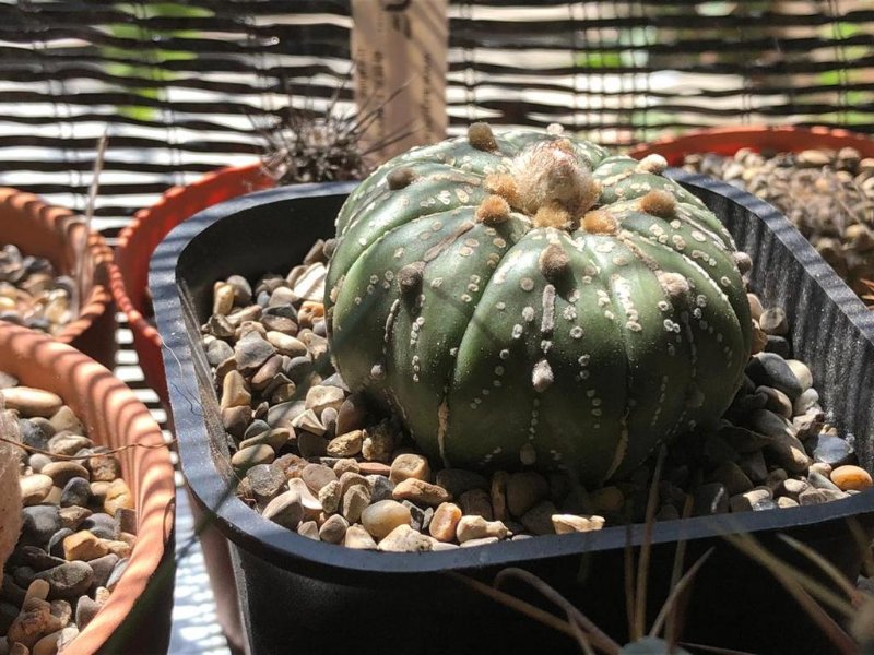 astrophytum asterias super kabuto with bud