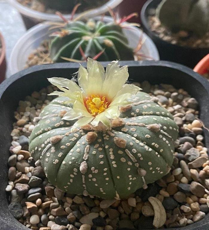 astrophytum asterias super kabuto in bloom