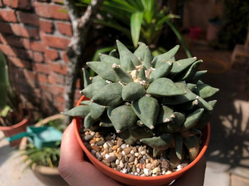 ariocarpus retusus &quot;grafted&quot;