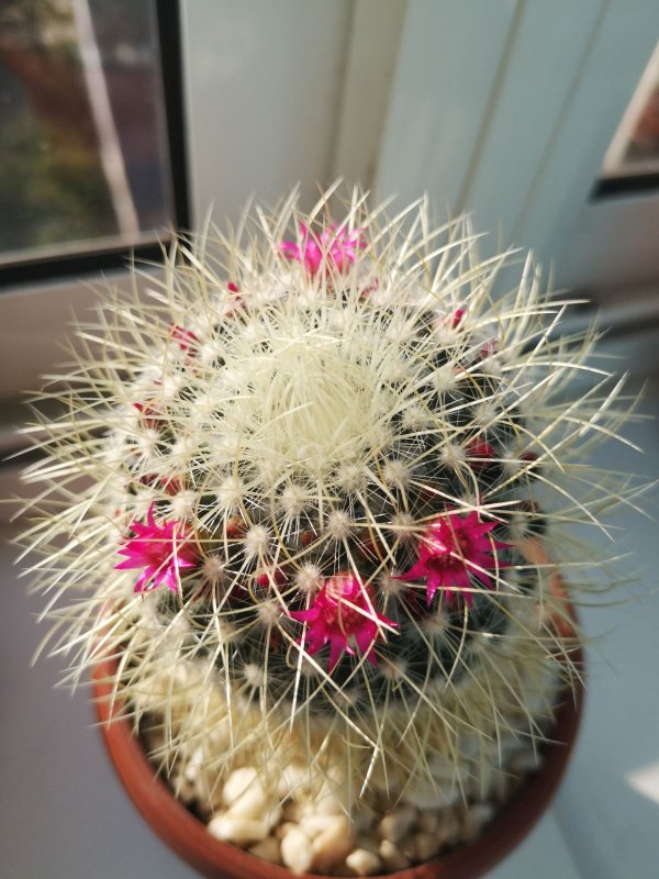 mammillaria_rhodantha_subs_pringlei_2.jpeg