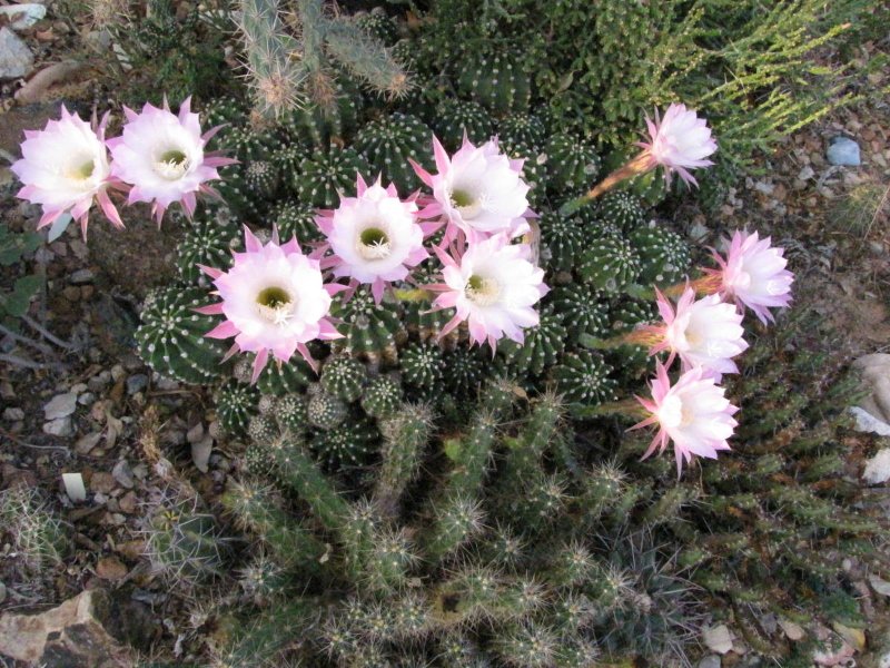 Echinopsis eyriesii9.JPG