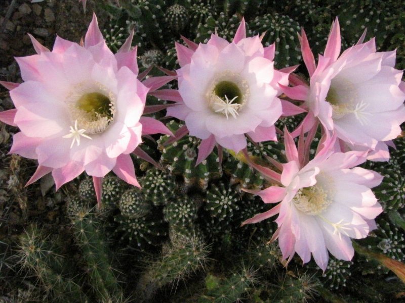 Echinopsis eyriesii10.JPG