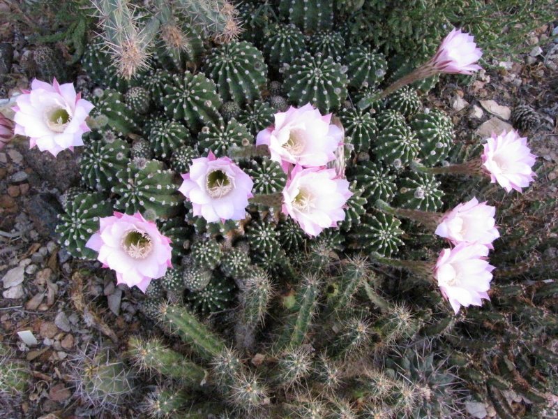 Echinopsis eyriesii11.JPG