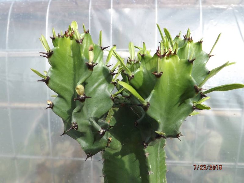 F 043 2019-07-23 Euphorbia ammak - Closeup of each of 5 ribs growing an arm - DSCF7128 (1024x768) 6.jpg