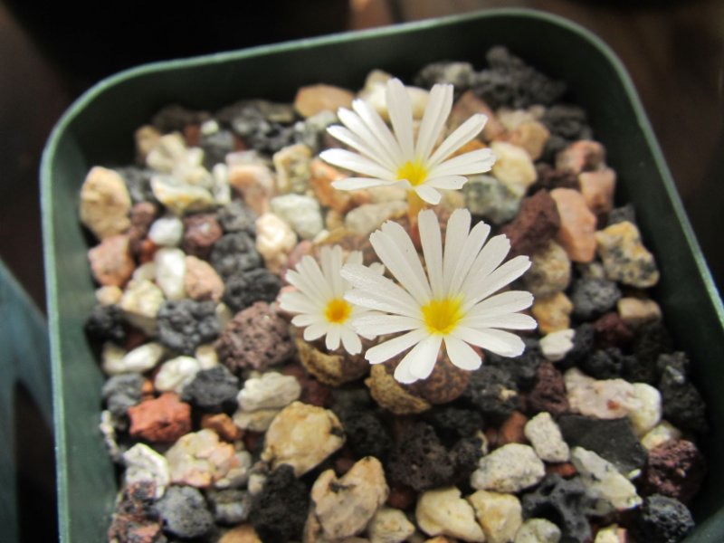 conophytum pellucidum var. neohallii