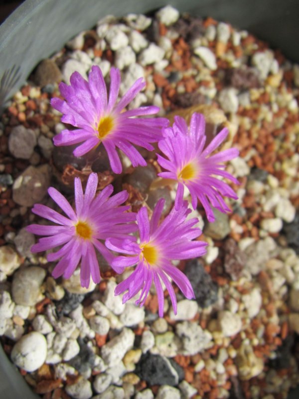 conophytum unknown species?