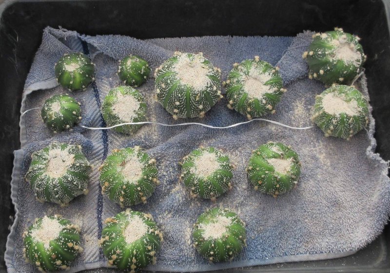 Astrophytum hybrids