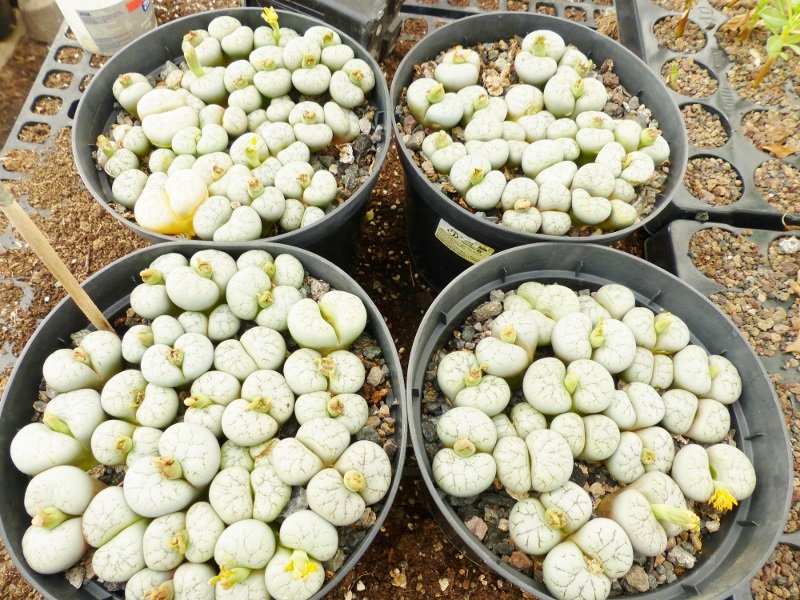 Lithops spec. own seeds.jpg