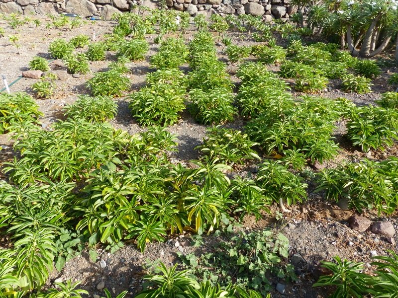 Pachypodium decaryi (800x600).jpg