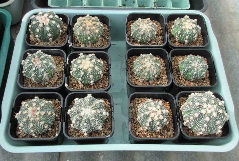 Astrophytum hybrids