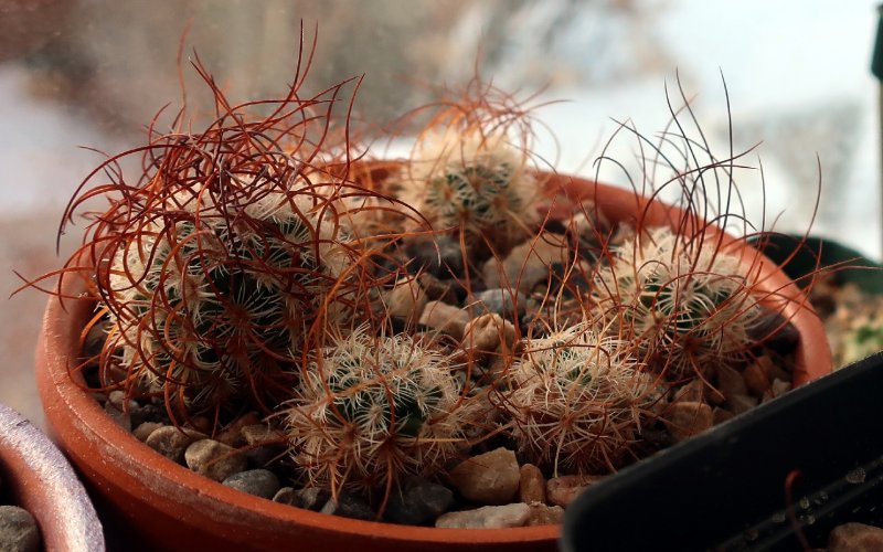 Mammillaria_huitzilopochtli_ssp._niduliformis