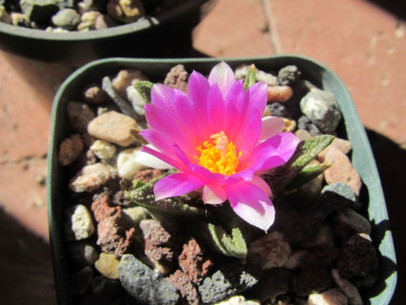 Ariocarpus bravoanus