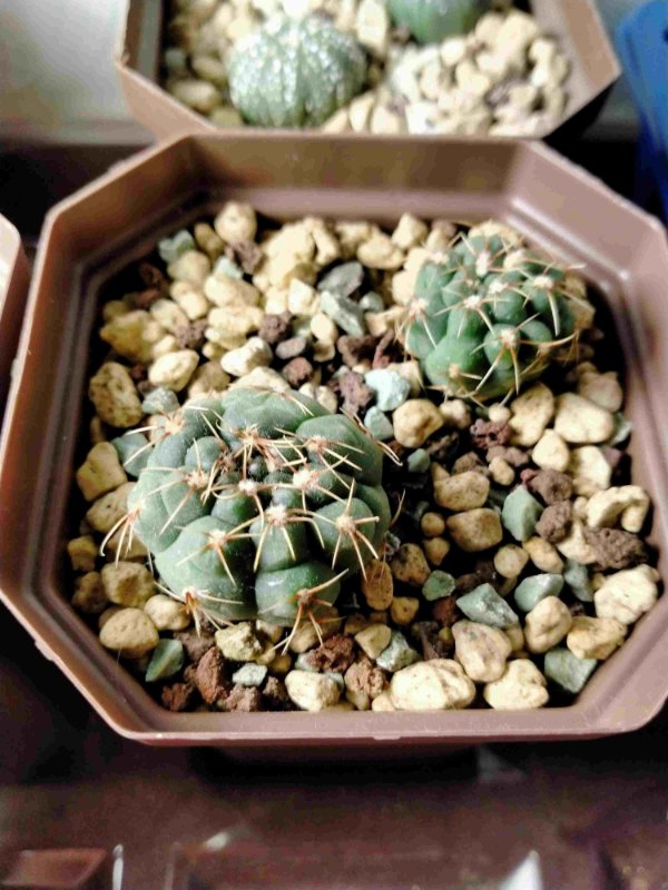 Gymnocalycium baldianum