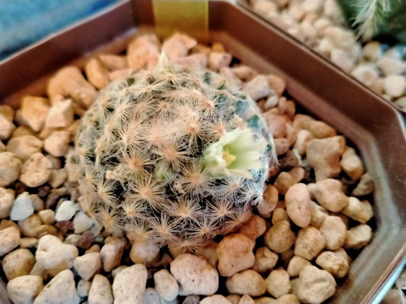 Mammillaria schiedeana blooming