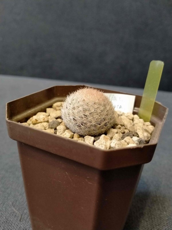 Mammillaria lasiacantha SB 64