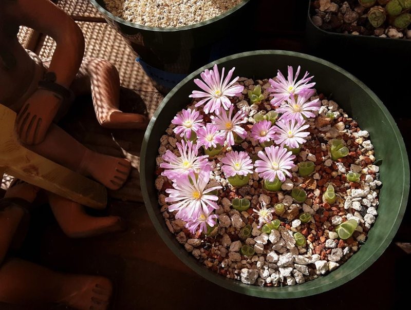 Conophytum devium