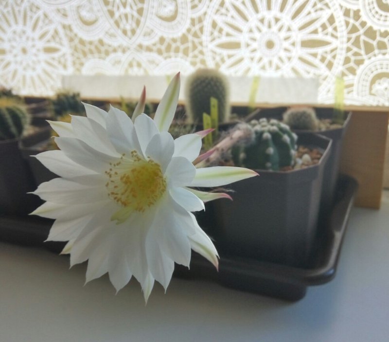 Echinopsis subdenudata blooming