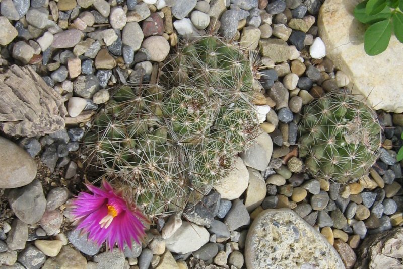 The same plant blooming summer time.