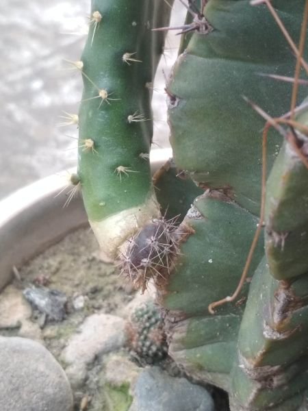 Here is opuntia monacantha