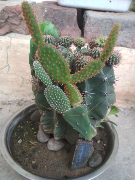 Echinopsis oxygona