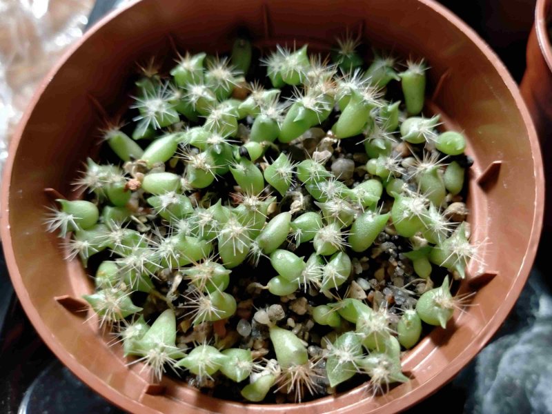 Cacti seedlings