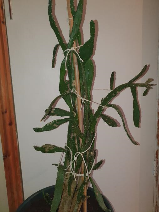 cactus1.png