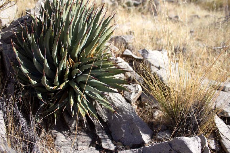 Agave Utahensis