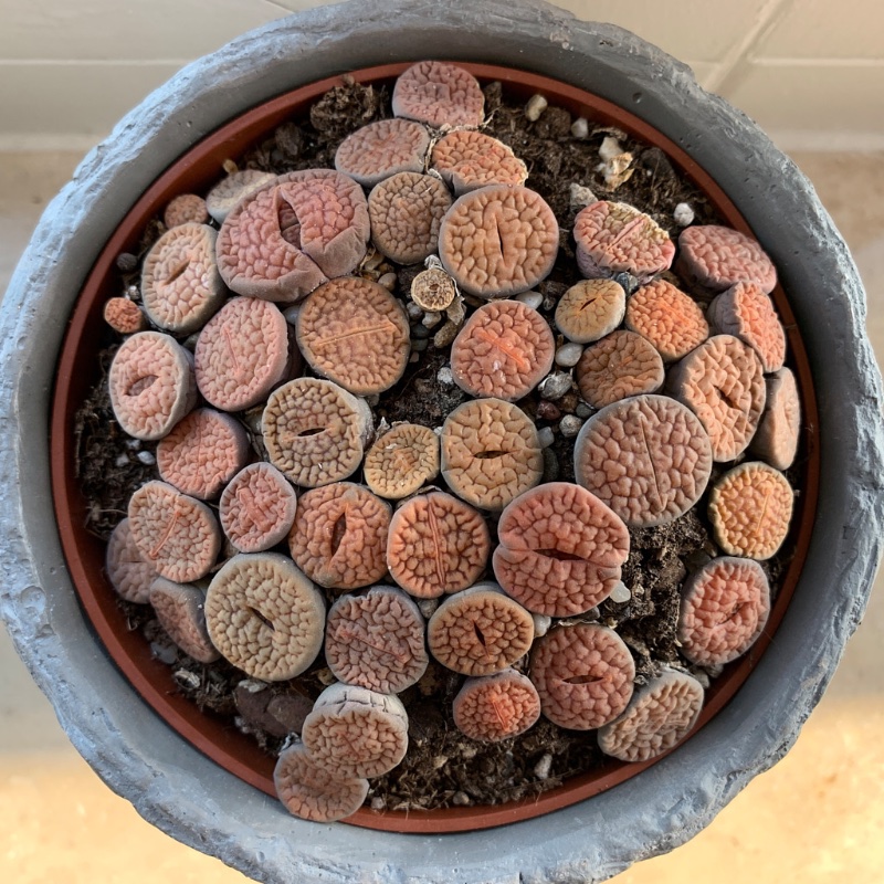 Lithops_hookerii_Dez2020_IMG_5080.jpg