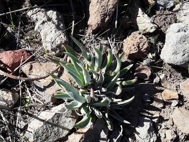 Dudleya